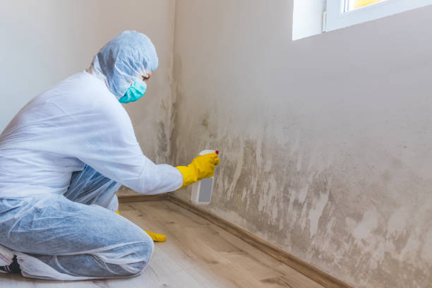 Professional mold removal team in Dayton